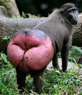 inflamed-monkey-butt.jpg
