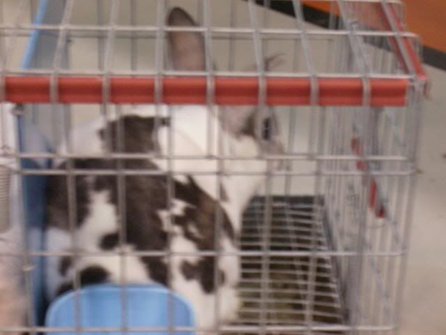 RabbitShow121209024.jpg