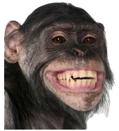 singe.png