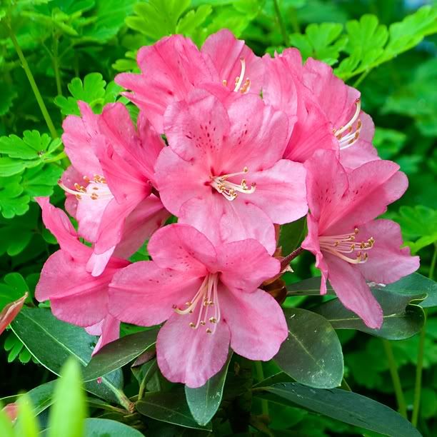 RhododendronLizaShirey_web.jpg