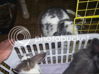 Bunnypictures-Leanne020.jpg