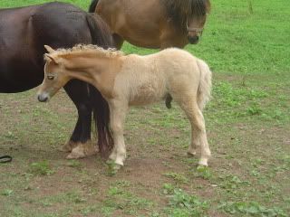 clippedfoals09020.jpg