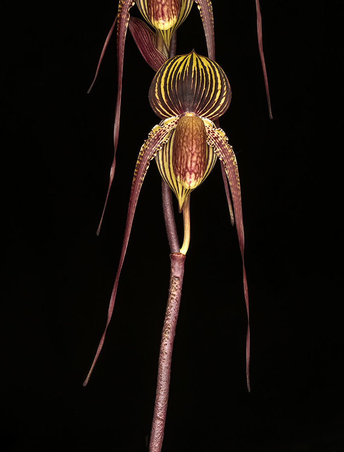 Paph-Johanna-Burkhardt-Rajani-Front-on.jpg