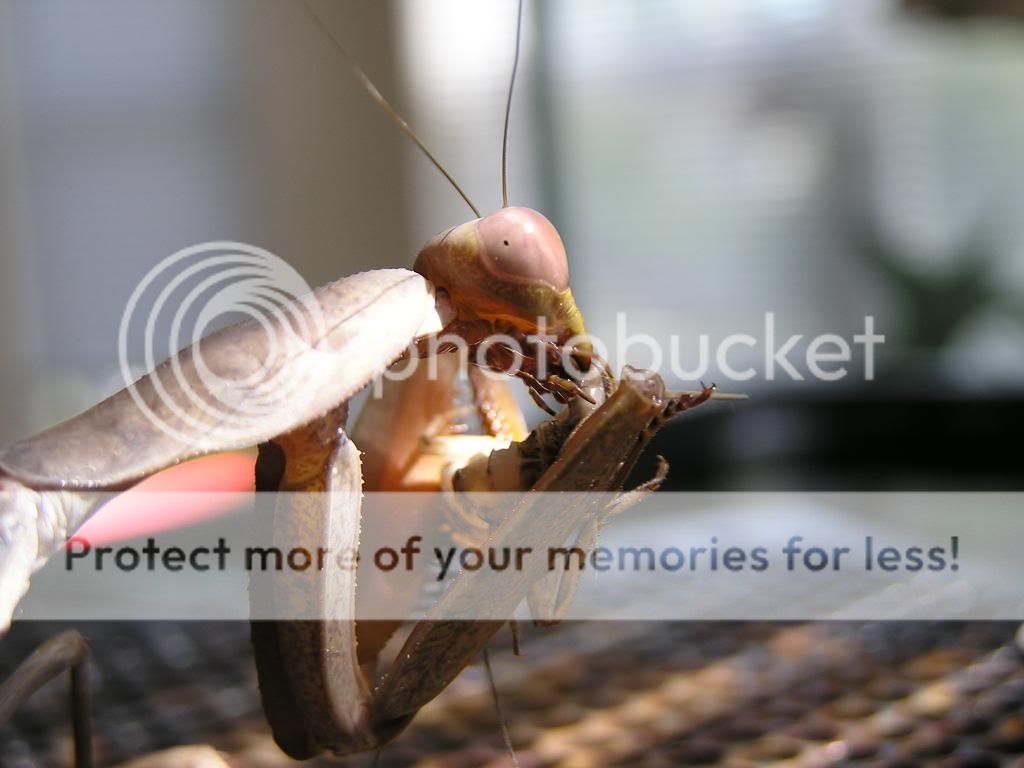 mantids145.jpg