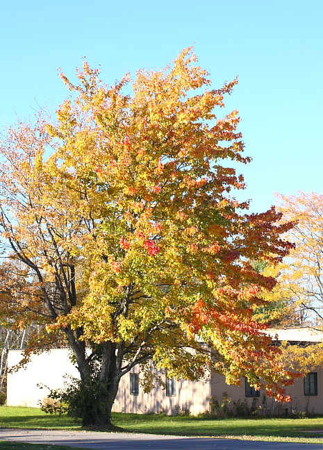 fallcolor1010s.JPG