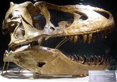 800px-tarbosaurus080eue.jpg