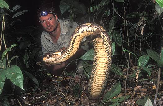 Gaboon_viper_Bitis_gabonica_zoltan_takacs_32430_h340.jpg