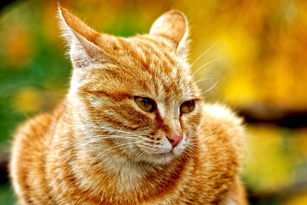 cat-behavior-ears-TN.jpg