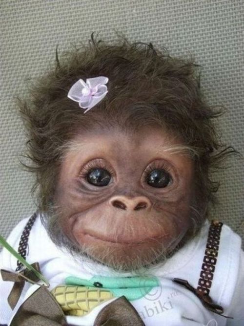 baby-monkey.jpg