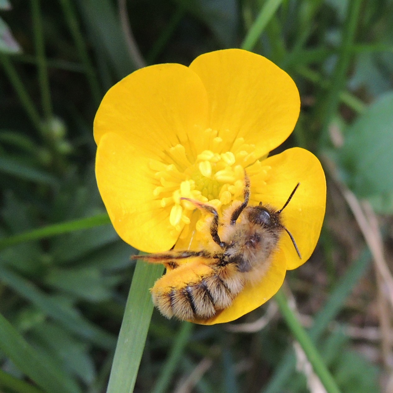 Female_red_mason_bee_(Osmia_bicornis)_on_a_buttercup_and_with_lots_of_pollen_stored_underneath_its_abdomen,_Sandy,_Bedfordshire_(9052938478).jpg