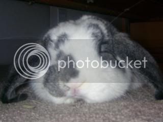 Bunnypictures-Leanne022.jpg