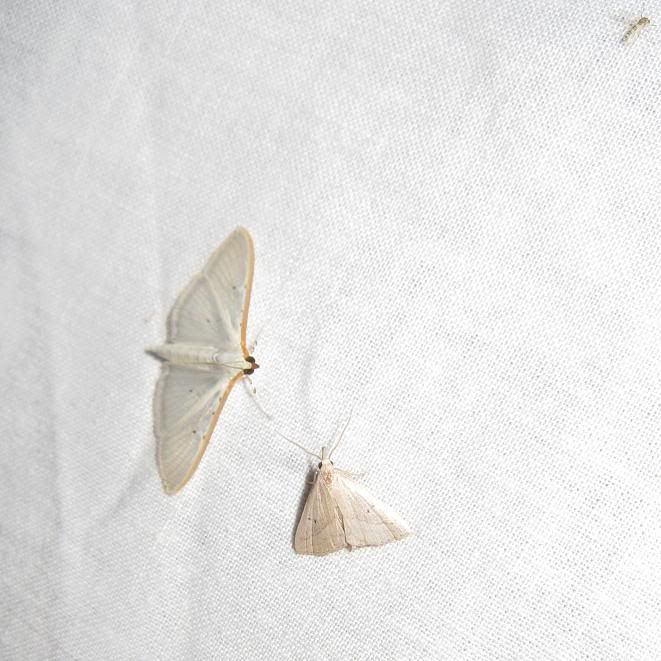 moth23.jpg