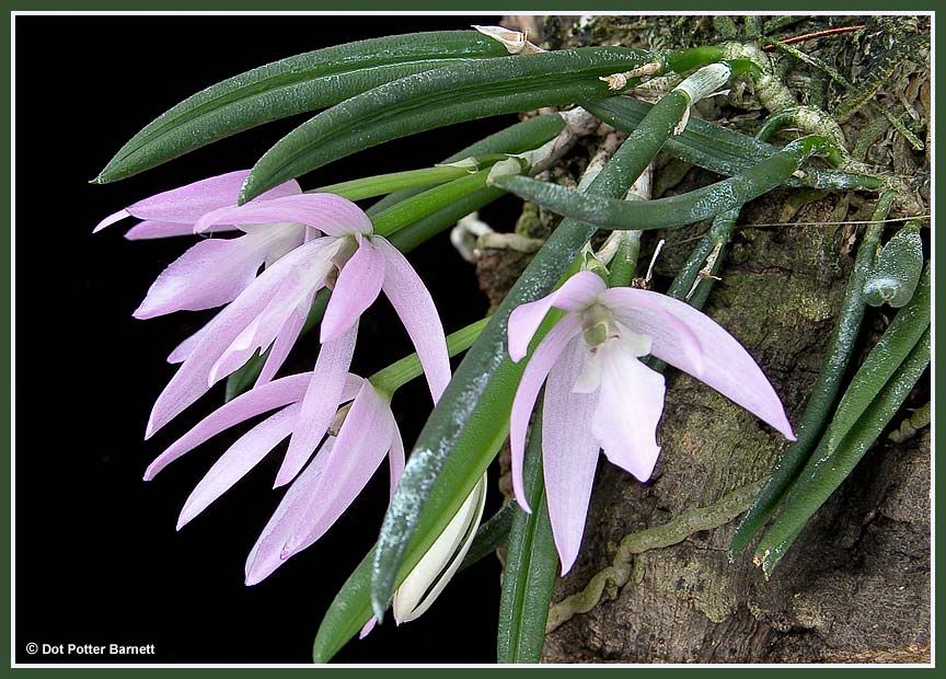 Leptotes_unicolor-1.jpg