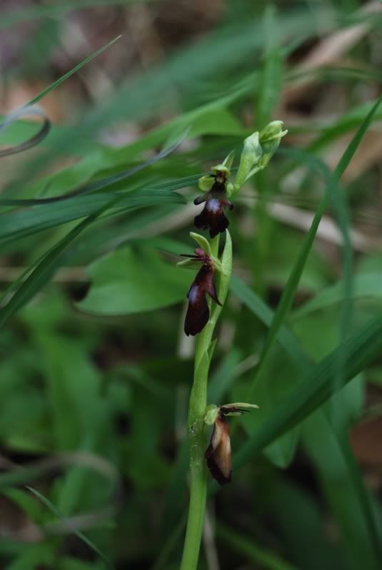 Ophrysinsectifera1bNiederhauserTal2.jpg