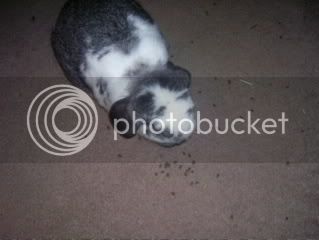 Bunnypictures-Leanne003.jpg