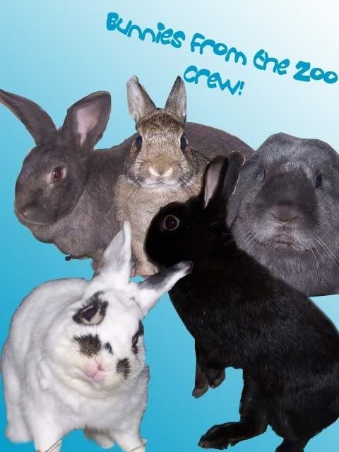 bunniesfromthezoocrewcopy.jpg