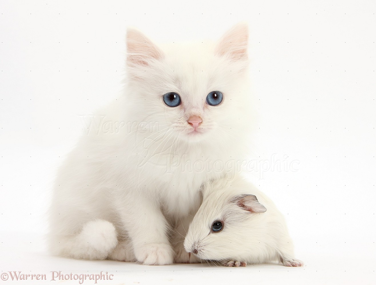 29027-Baby-white-Guinea-pig-and-white-kitten-white-background.jpg