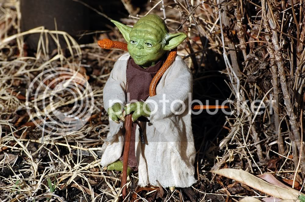 yoda2.jpg