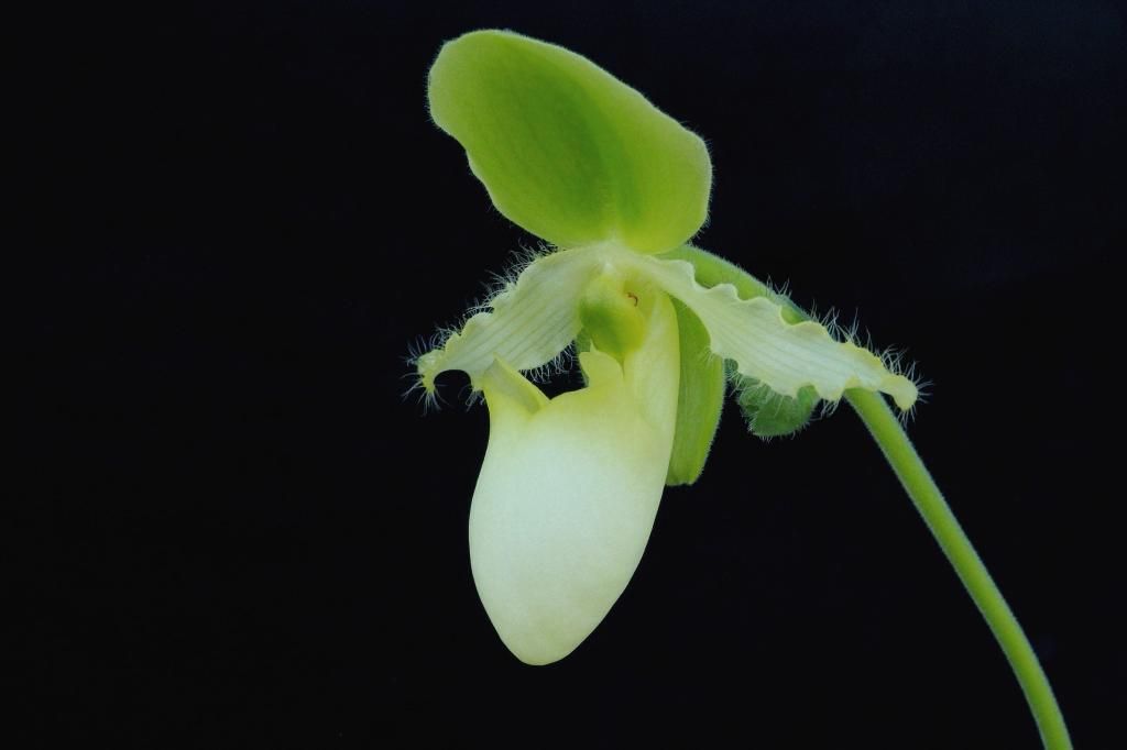 Paph%20primulinum3-1_zpsmfjwtrxe.jpg