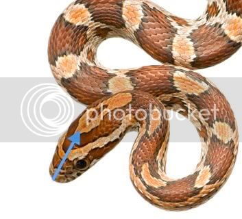 exotic-animal-corn-snake.jpg