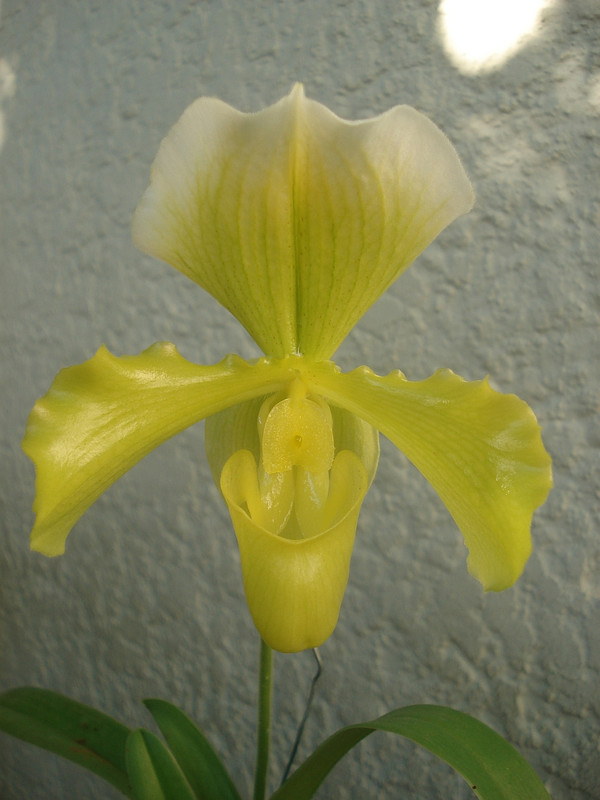 Paph_Silver_Light_mature800.jpg