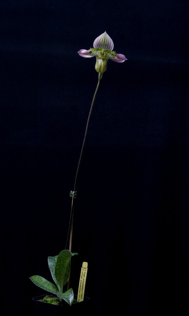 Paph%20acmodontum1_zpsc8ztbvbs.jpg