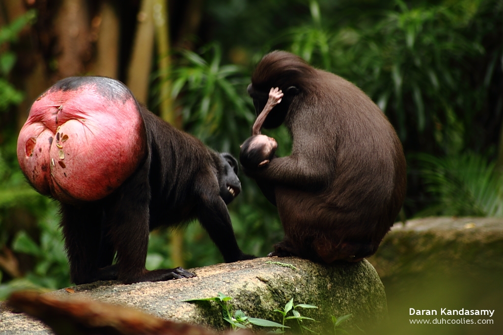 celebes-crested-macaque.jpg