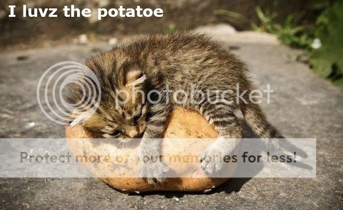 funny-pictures-auto-kitten-potato-474905_zps02e7101c.jpeg