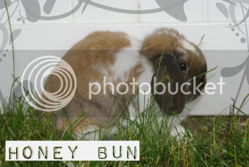 BunniesJune222012013.jpg