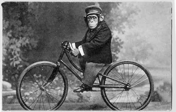 monkey_on_bicycle_vintage_121675737.jpg