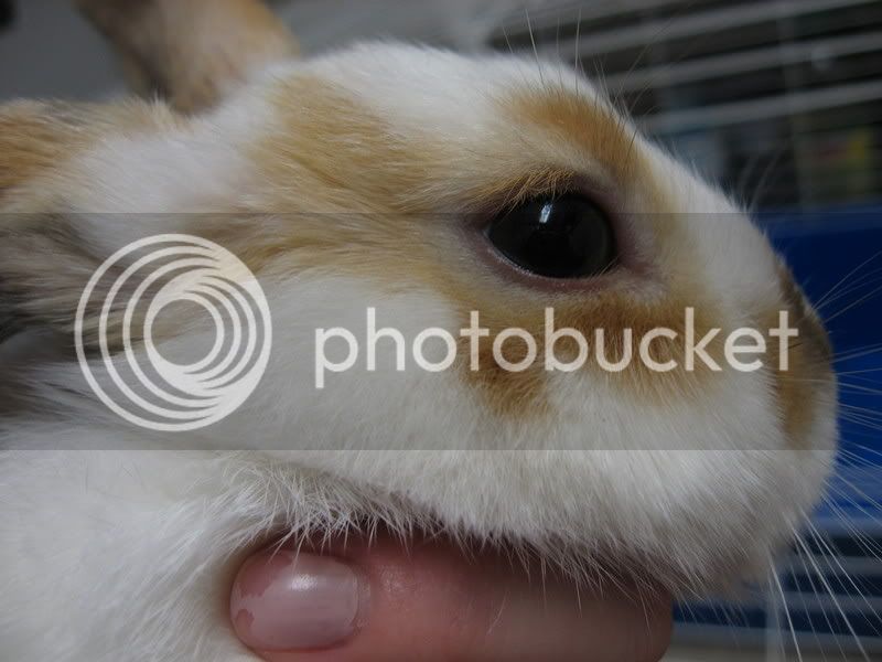 BabyBunny022.jpg