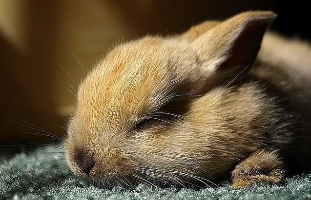 sleepingbunny.jpg