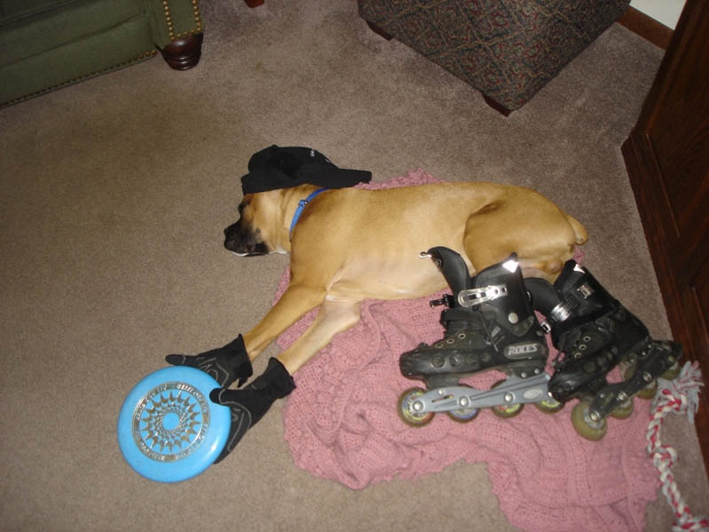 dog-passed-out-wearing-skates-gloves-hat-frisbee.jpg