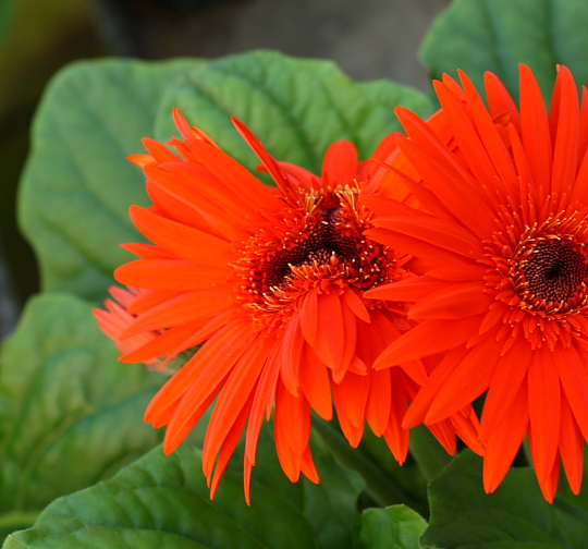 goofygerbera1.JPG