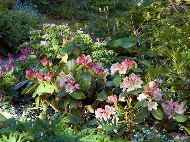 Rhododendroncasanova_web.jpg