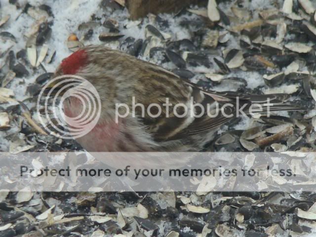 redpoll258Small.jpg