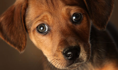 Cute-puppy-dog-eyes-007.jpg