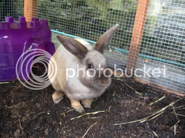 bunnies098.jpg