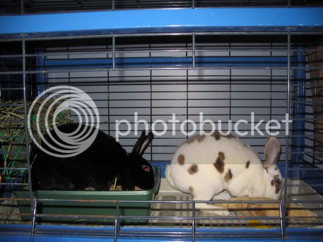 Bunnies054.jpg