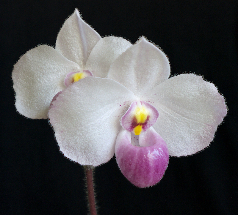 Paphiopedilum%20delenatii%2010.jpg