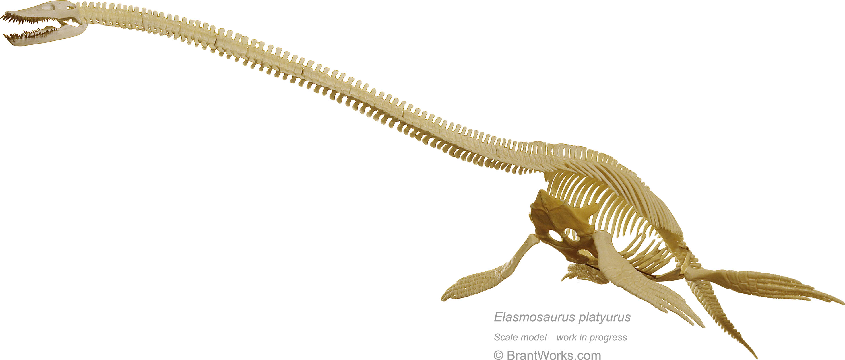 BrantWorks-Elasmosaurus-progress2-Oct2011-full.jpg
