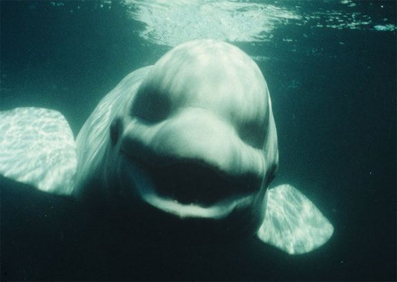 beluga-whale-noc-jpg1350918915.jpeg