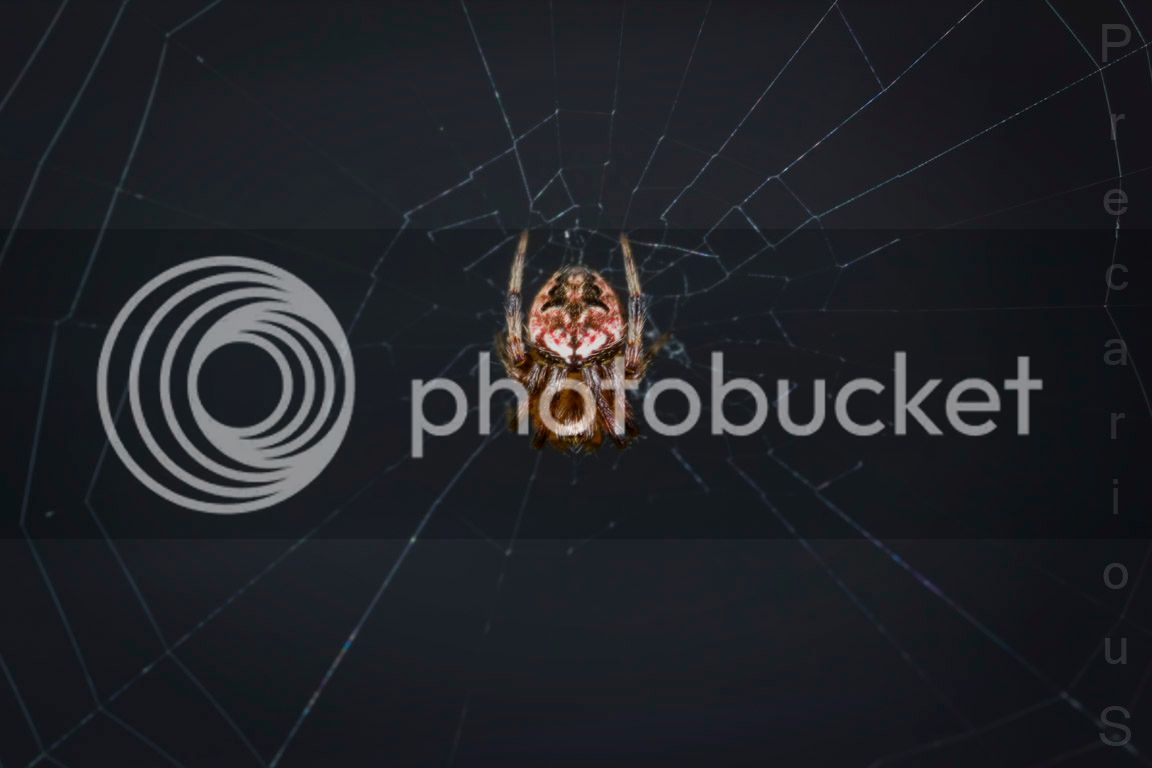 SpiderWeb_2784-sm.jpg