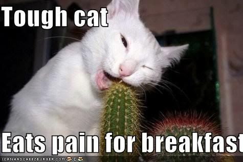 funny-pictures-cat-eats-pain-for-br.jpg