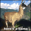 Llama-song1.gif