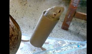 Image result for gerbel in tube funny