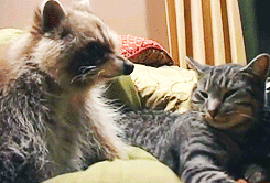 raccoon-and-cat-are-bff-001.gif