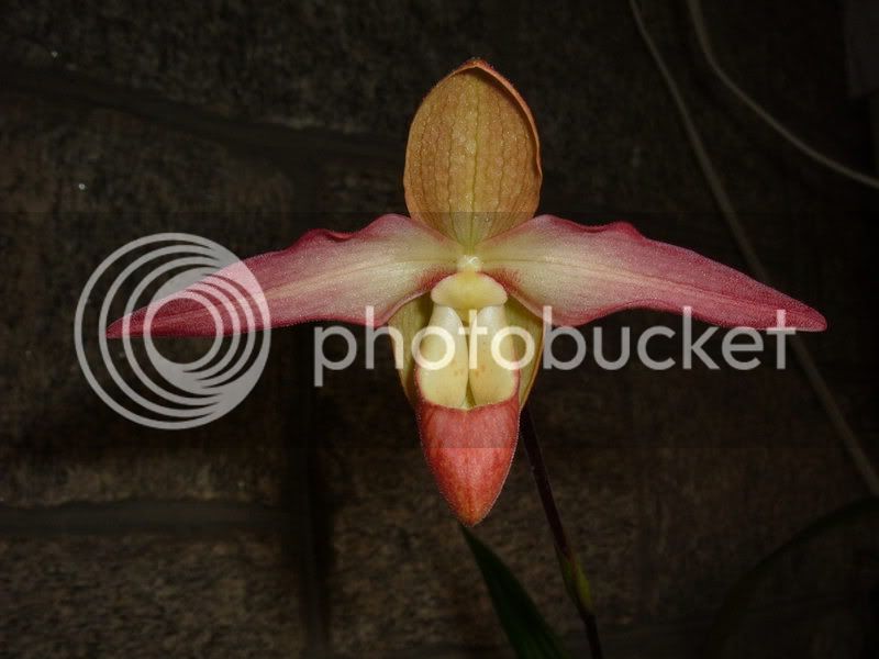 OrchidPictures2008.jpg