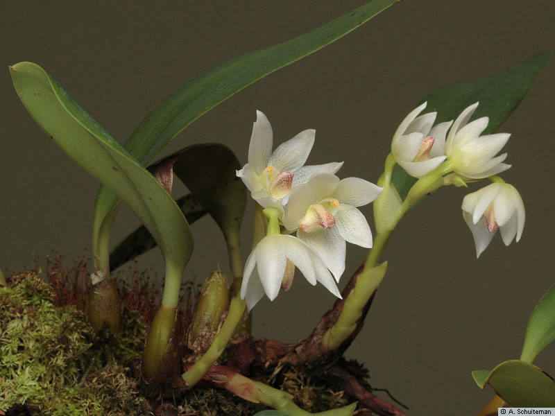 Bulbophyllum_santosiiAS_MG_2540.jpg