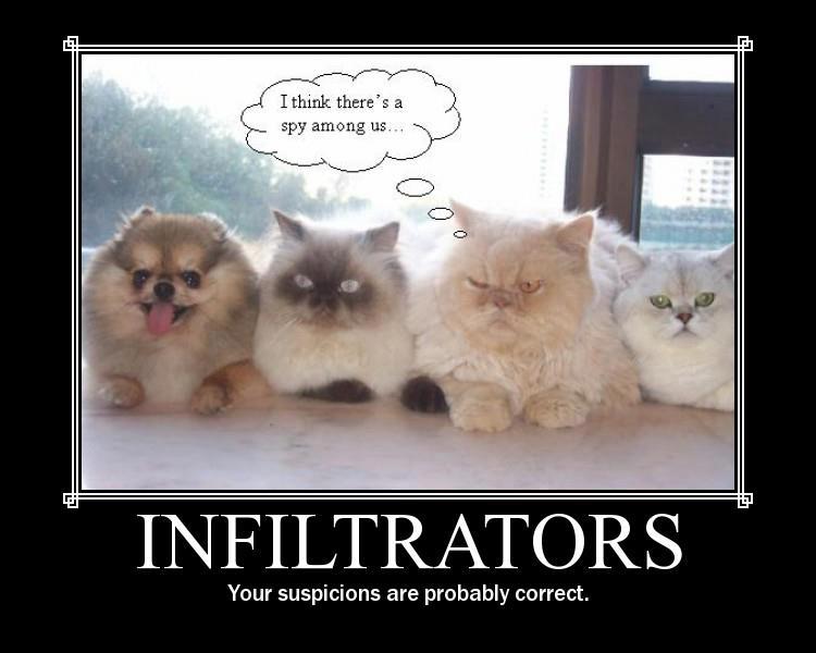 infiltrators-cats.jpg